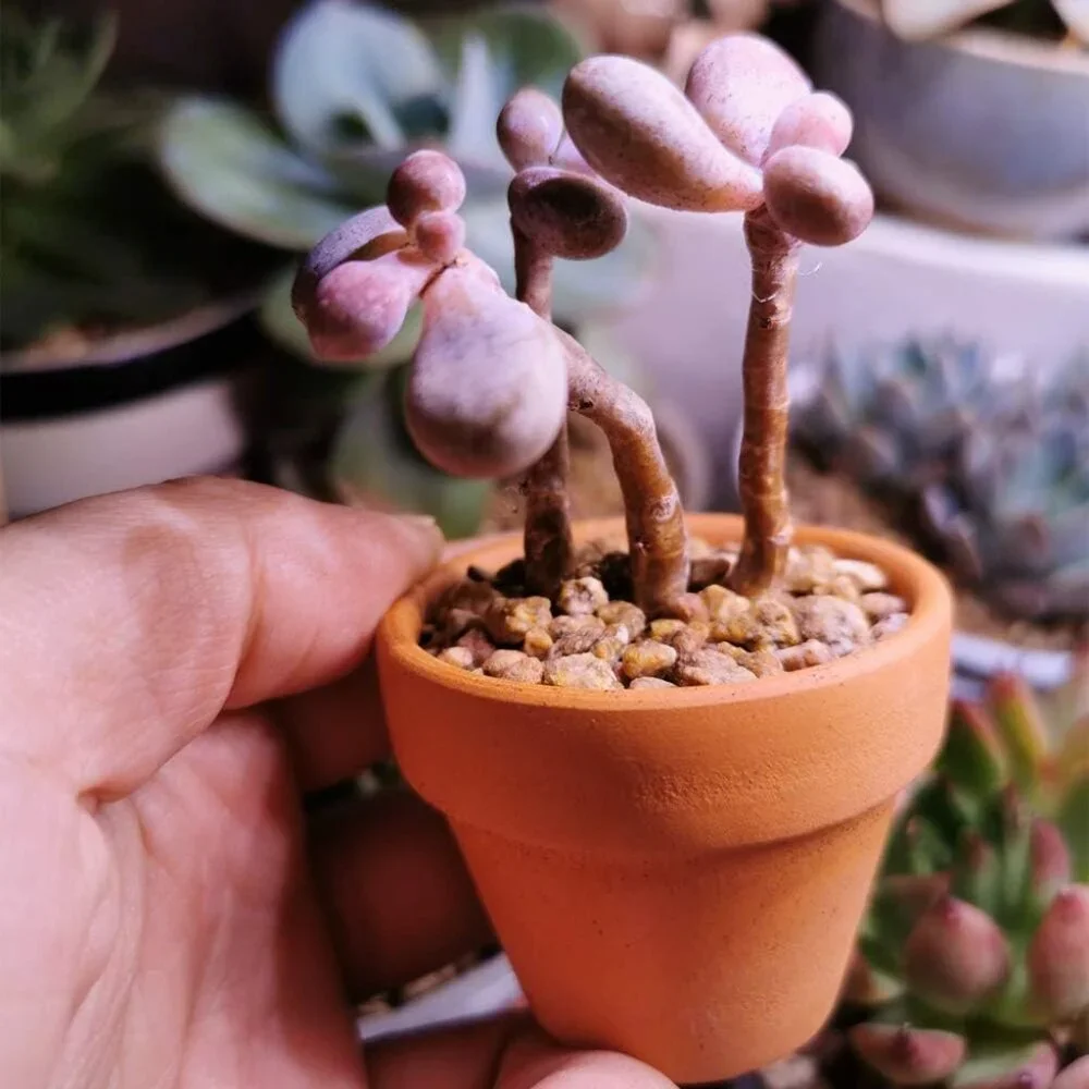 Mini Terracotta Pots with Drainage Holes - 1.5 inches Tiny Clay Nursery Pots for - Picture 2 of 5